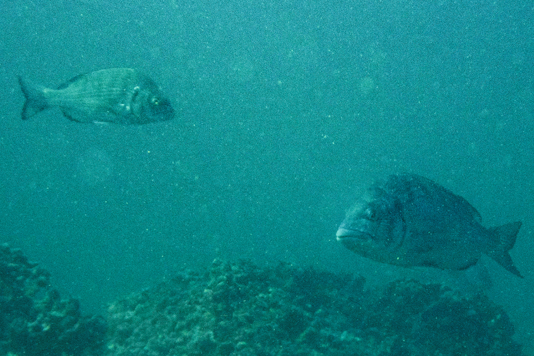 写真｜「クロダイ」