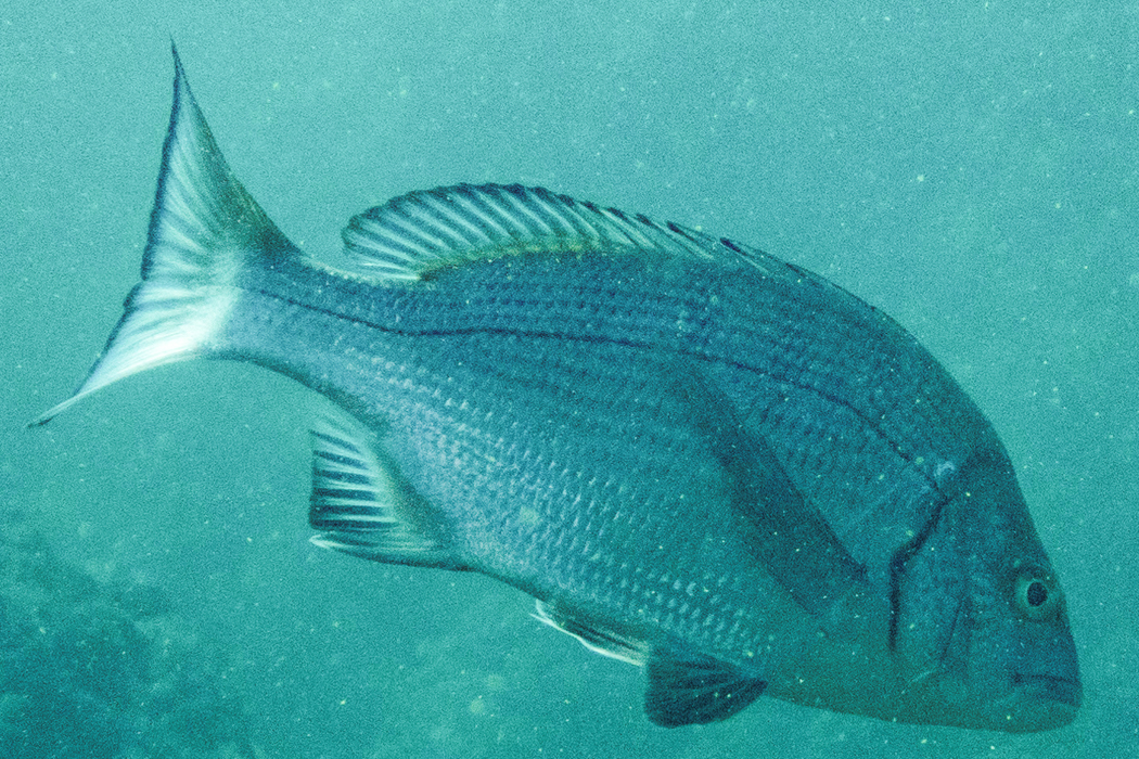 クロダイの写真3｜鰓の上端あたりから側線が走ります。