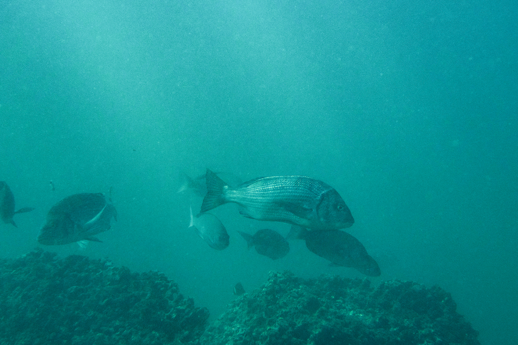 写真｜「クロダイ」