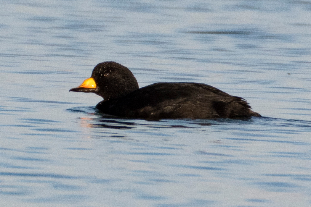 写真｜「クロガモ」