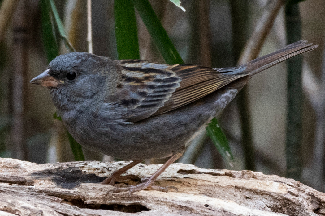 Picture of Grey Bunting3｜The beak is flesh-colored with a black tip.
