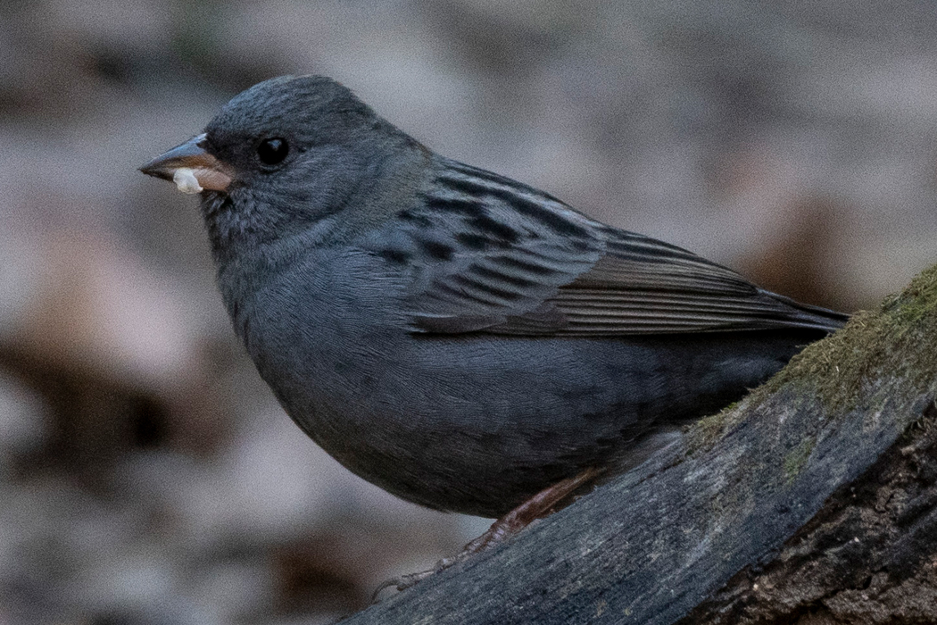Picture of Grey Bunting4｜It has something on its beak.