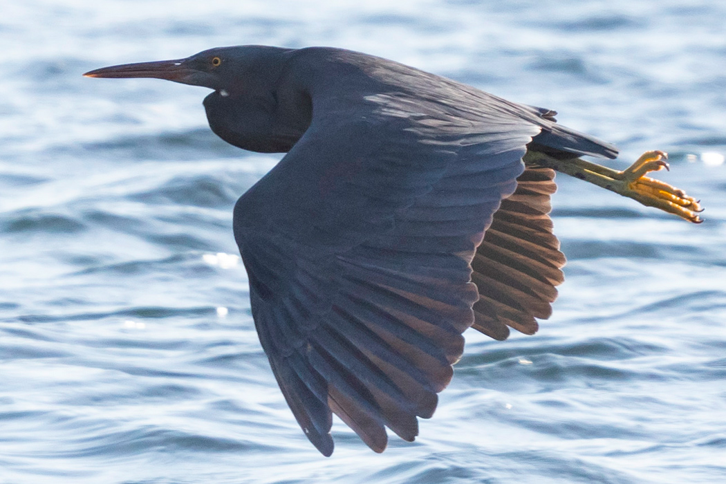 クロサギの写真1｜黒に近い灰色をしています。