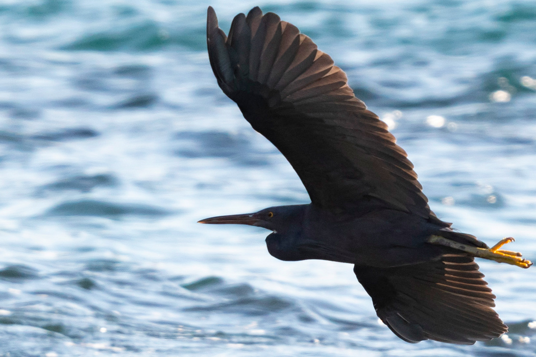 クロサギの写真4｜海面近くを飛びます。