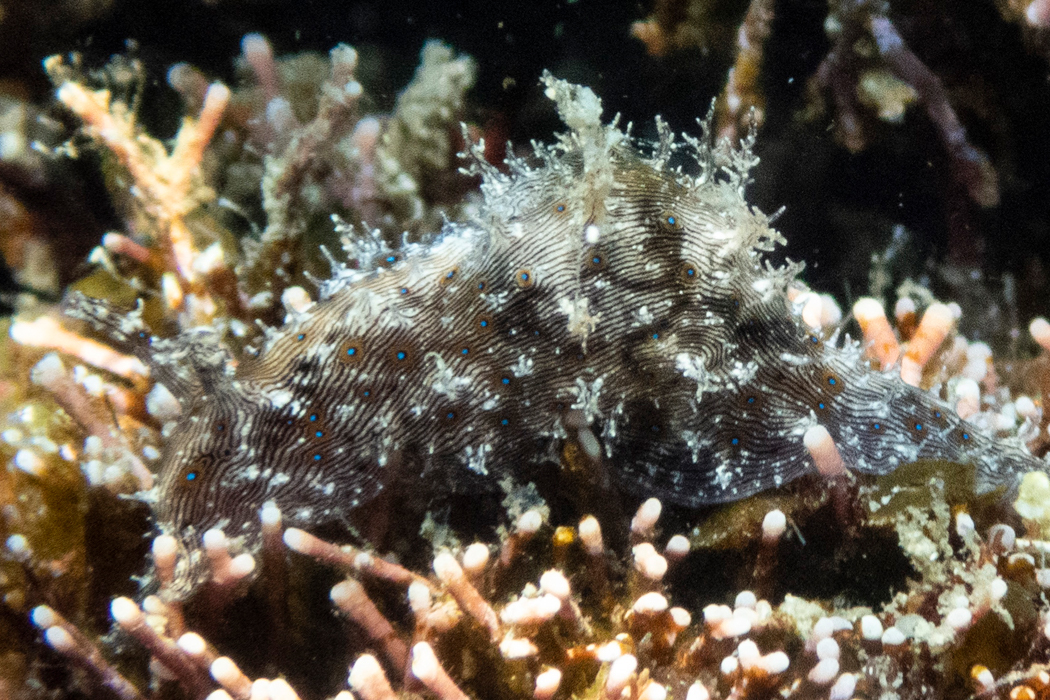 Picture of Lined sea hare1｜Blackish-brown streaks run vertically.