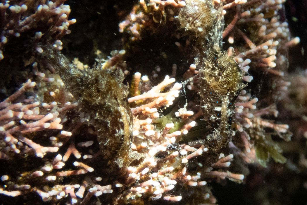 写真｜「クロスジアメフラシ」