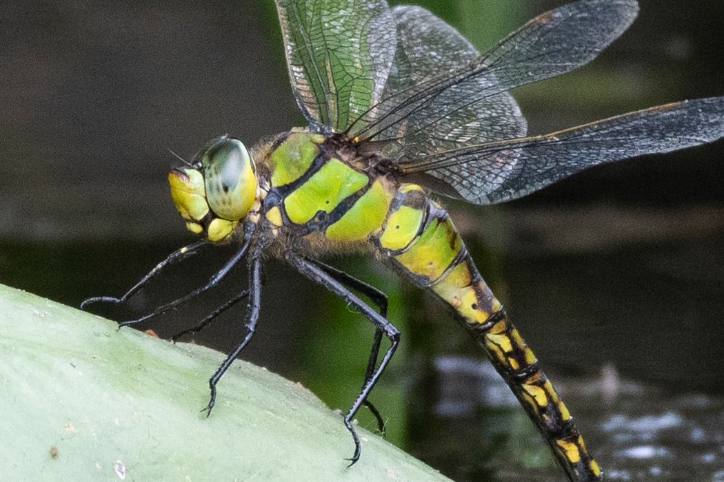 写真｜「クロスジギンヤンマ」