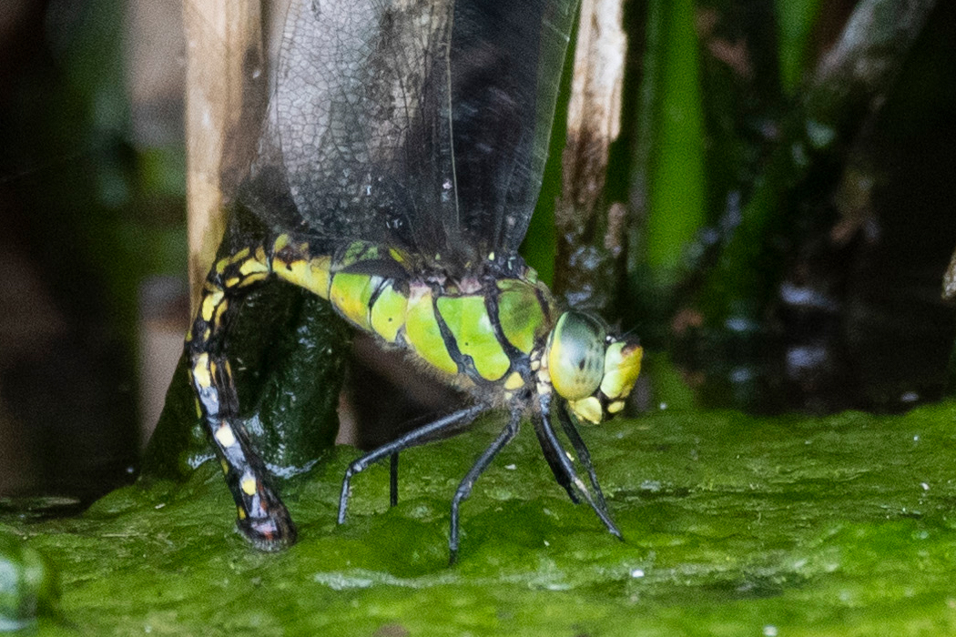 写真｜「クロスジギンヤンマ」