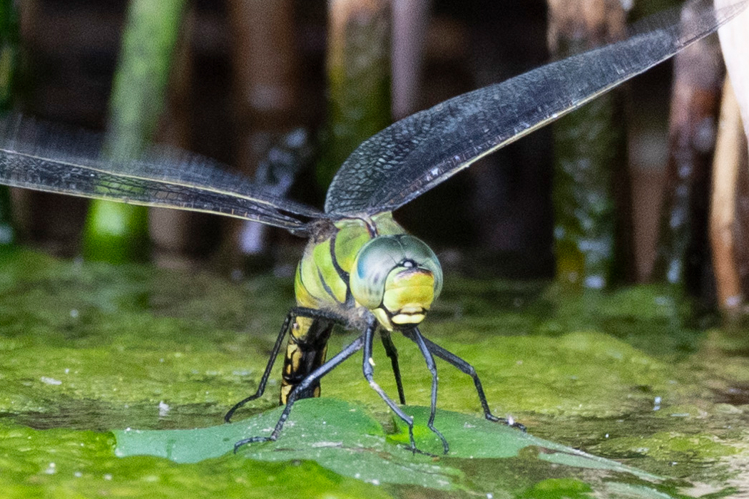 写真｜「クロスジギンヤンマ」