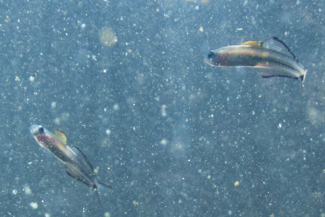 クロユリハゼの写真2｜まだ体が透けています。