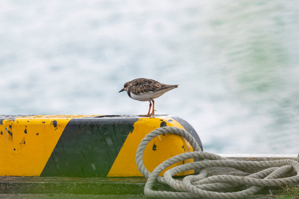 Picture of Ruddy Turnstone2｜I was walking along the edge of the breakwater.
