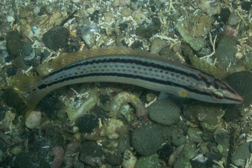 写真｜「キュウセン」