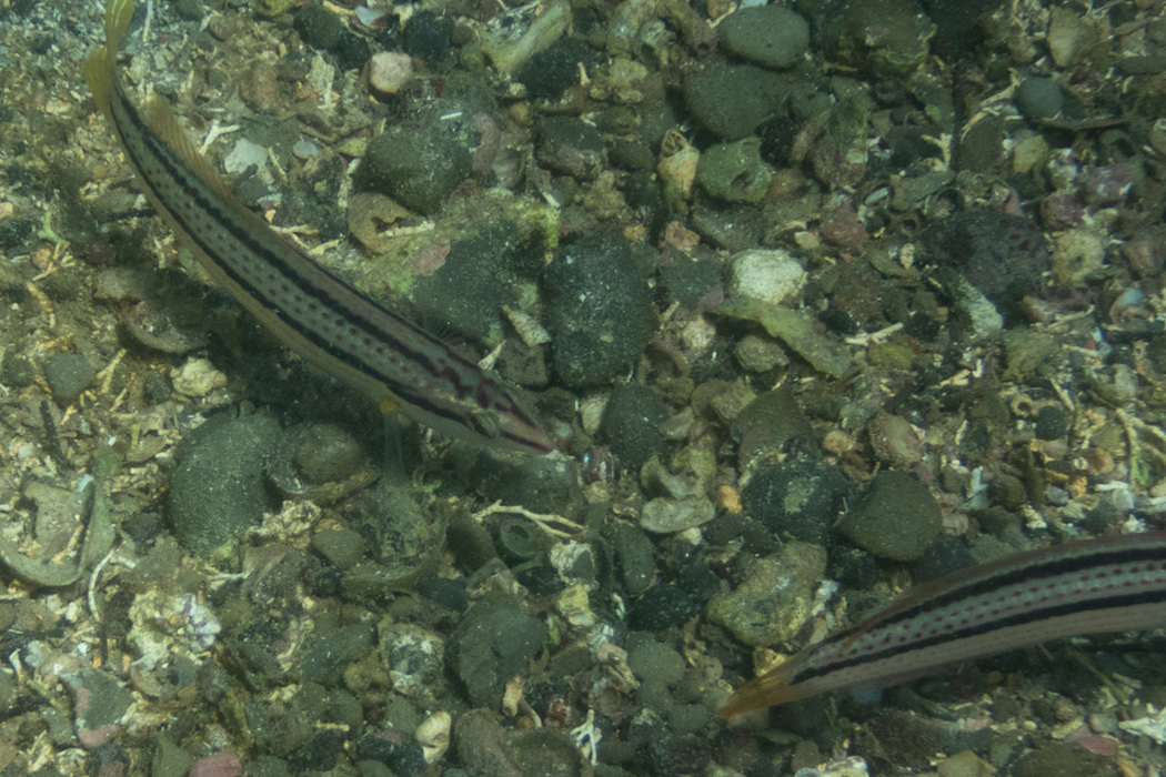 Picture of Multicolorfin rainbowfish2｜A group of females.