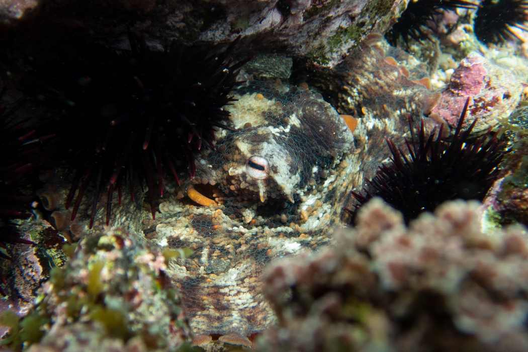 マダコの写真2｜眼は「一」の模様です。