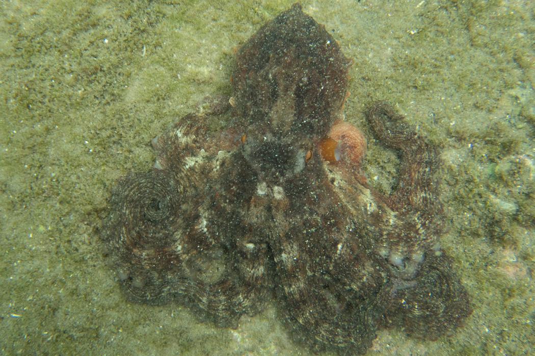 マダコの写真3｜腕が長いです。