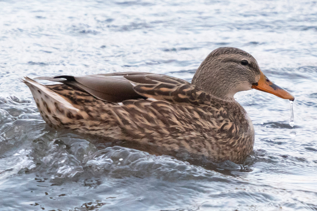 マガモの写真3｜褐色のメスです。