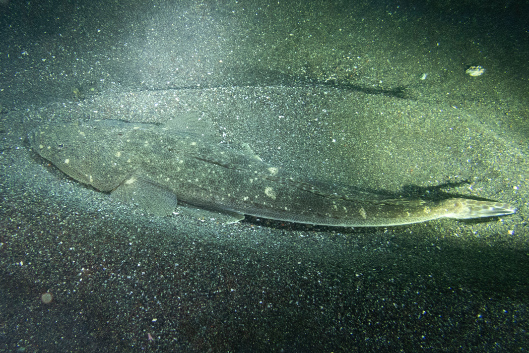 Picture of Flathead1｜On sand.