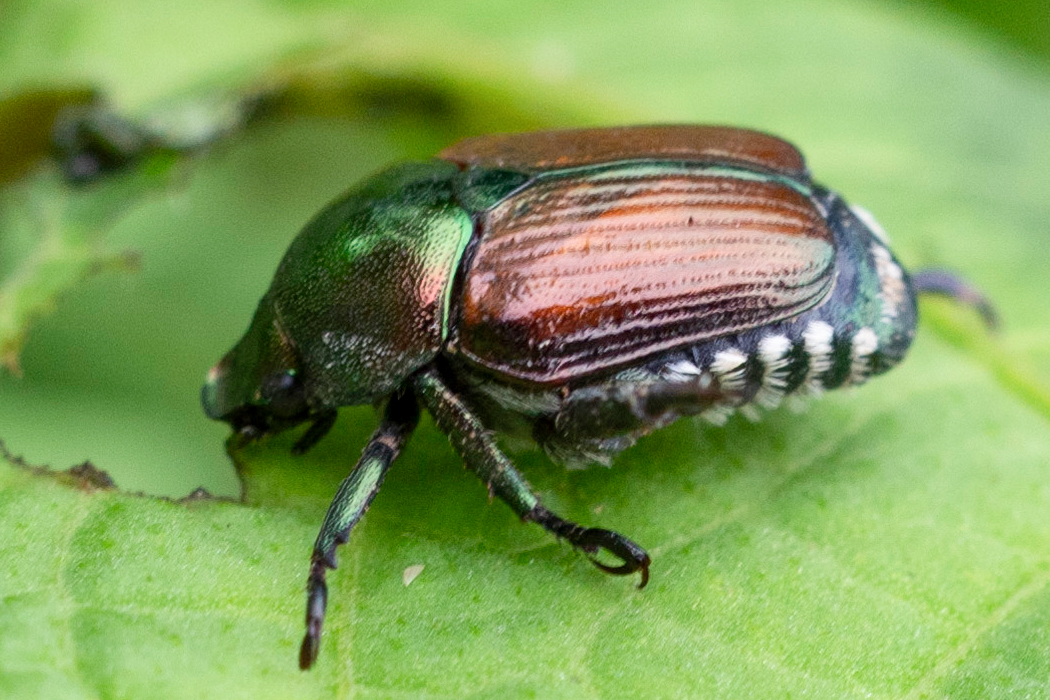 マメコガネの写真1｜腹部の縁に白い縞模様があります。