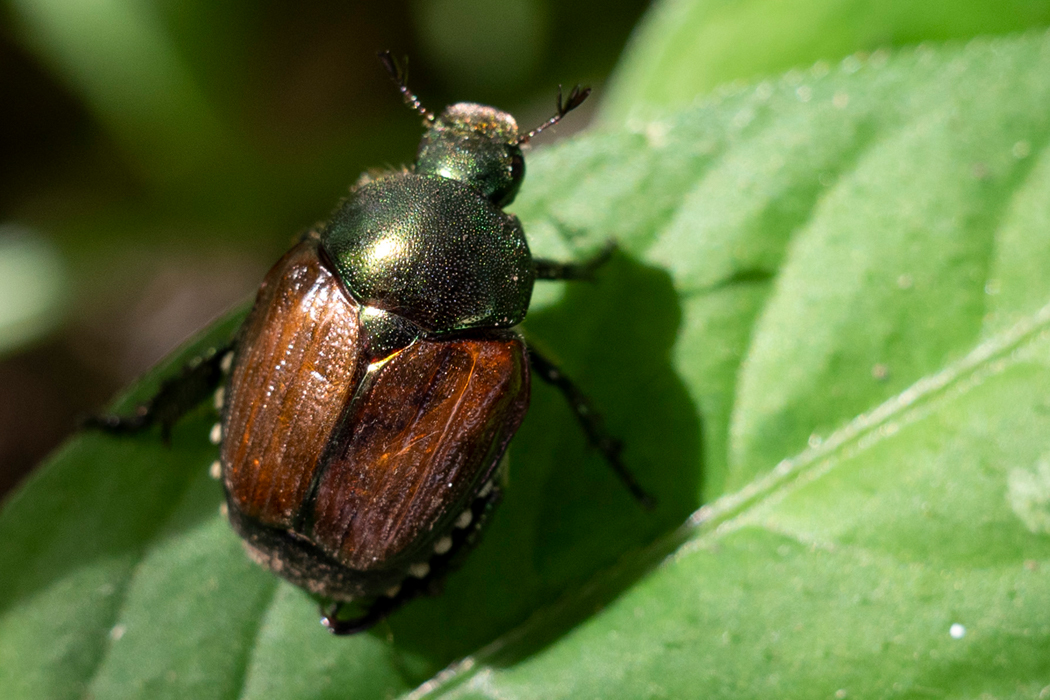 マメコガネの写真2｜翅は縦に筋の入った褐色です。