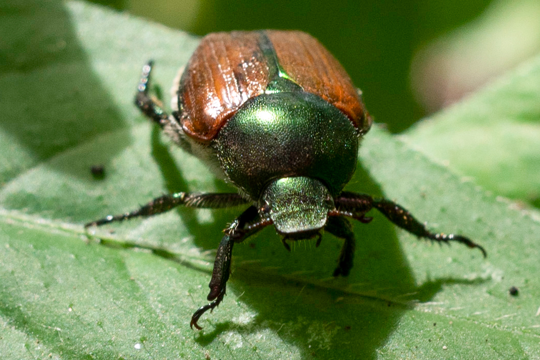 マメコガネの写真3｜頭と胸は光沢のある緑色です。