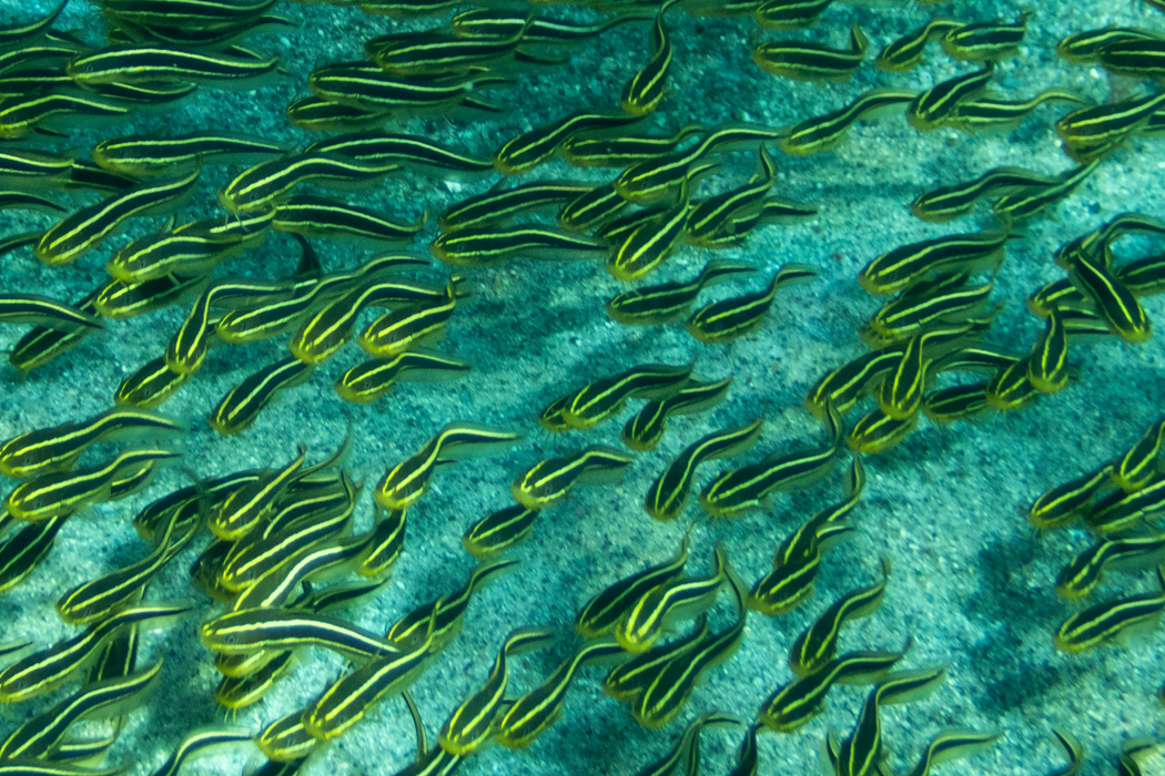 メガネスズメダイの写真3｜背鰭後部に斑点があります。