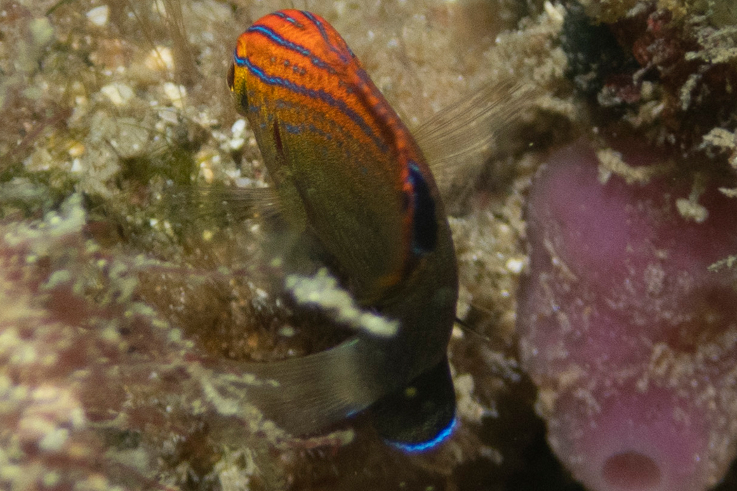 メガネスズメダイの写真4｜尾鰭の根元が白いです。