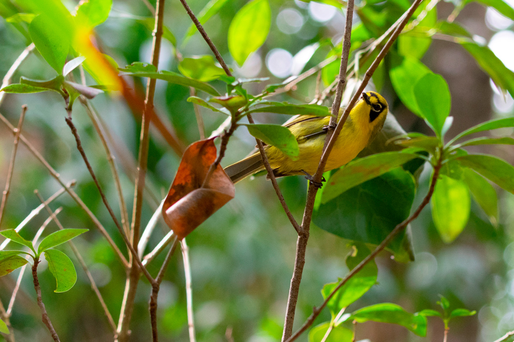 メグロの写真3｜林の中を飛び回っていました。