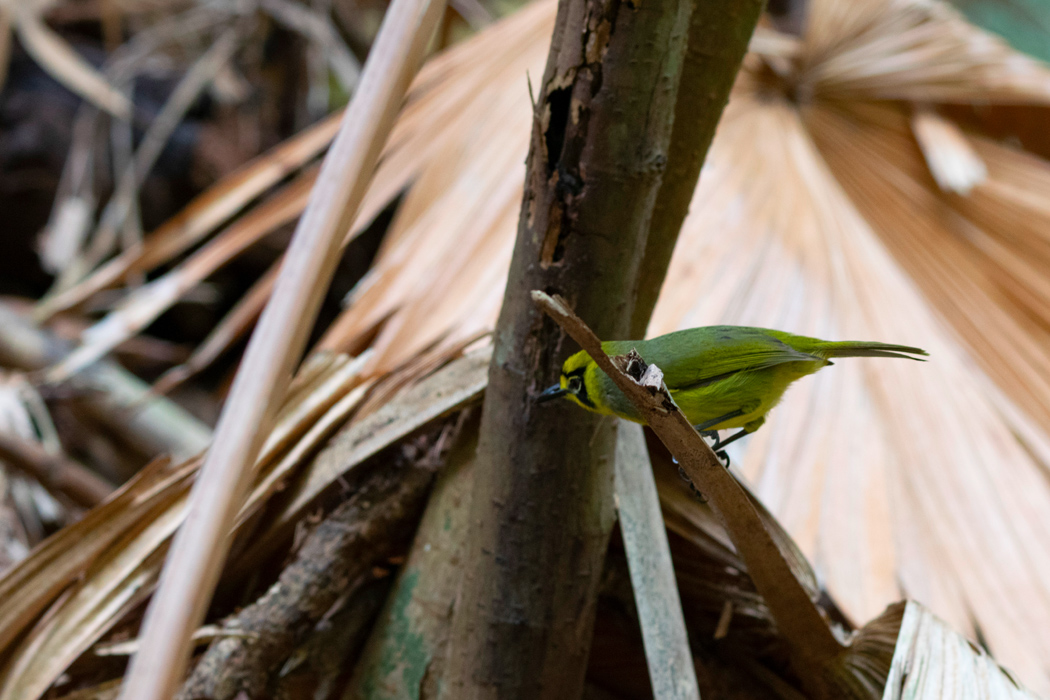 メグロの写真4｜地上にも降りてきます。