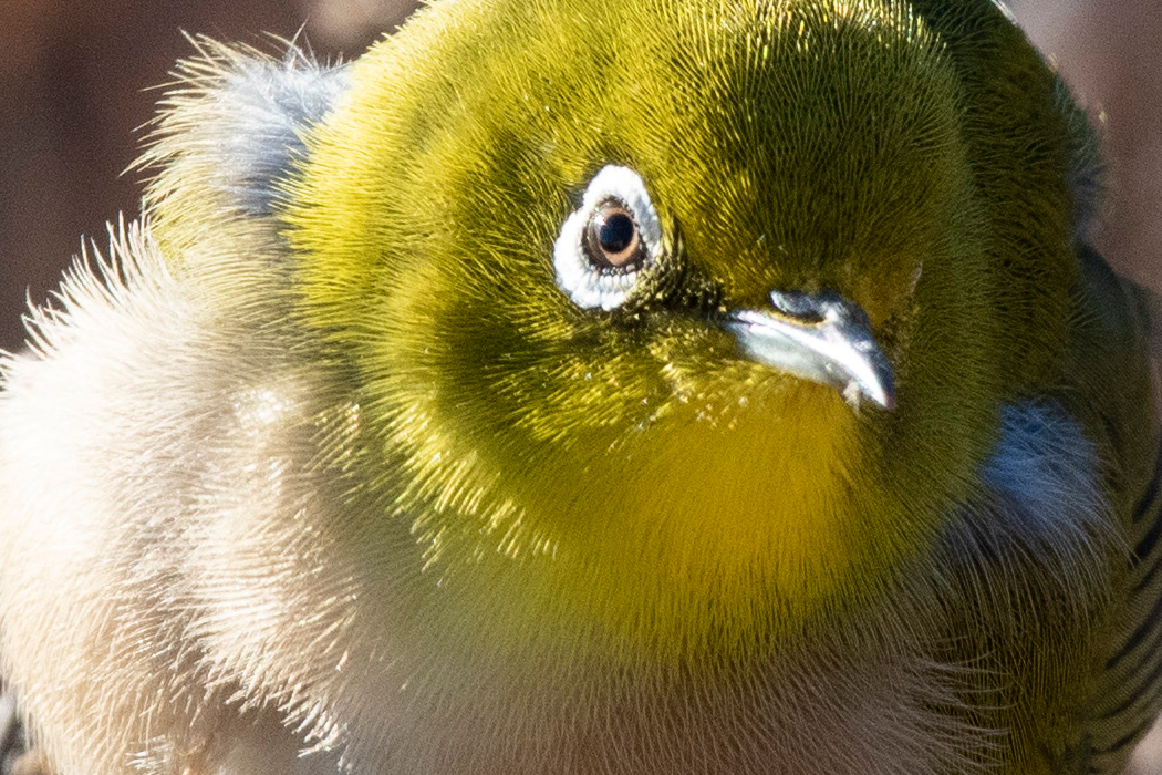 写真｜「メジロ」