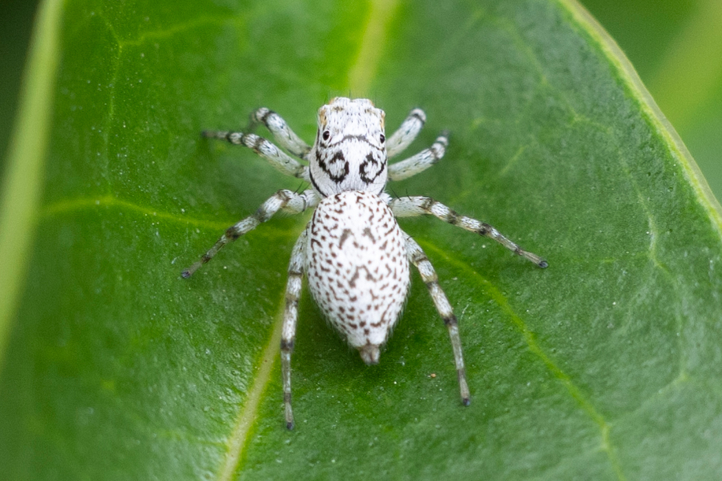 Picture of Phintella versicolor1｜The female has an entirely white body.