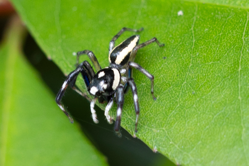 Picture of Phintella versicolor3｜It was walking around on the leaves.