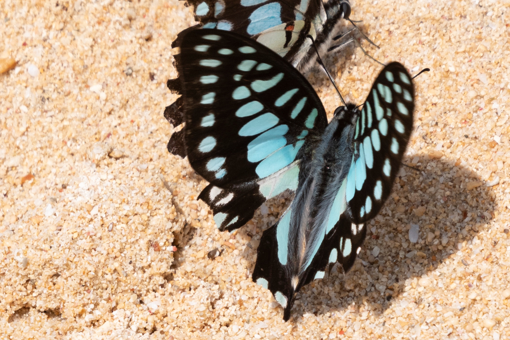 ミカドアゲハの写真2｜アオスジアゲハよりも斑点がまばらな印象です。