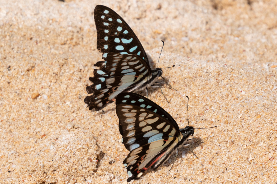 ミカドアゲハの写真3｜砂浜で吸水していました。