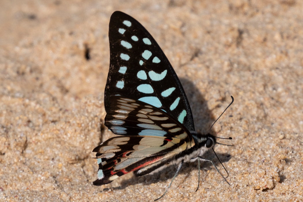 ミカドアゲハの写真4｜後翅に赤い斑点があります。