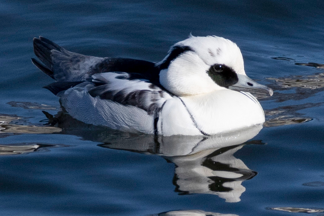 写真｜「ミコアイサ」