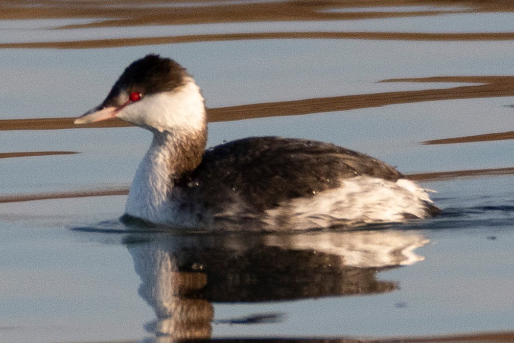ミミカイツブリの写真2｜虹彩から嘴の付け根にかけて赤いです。