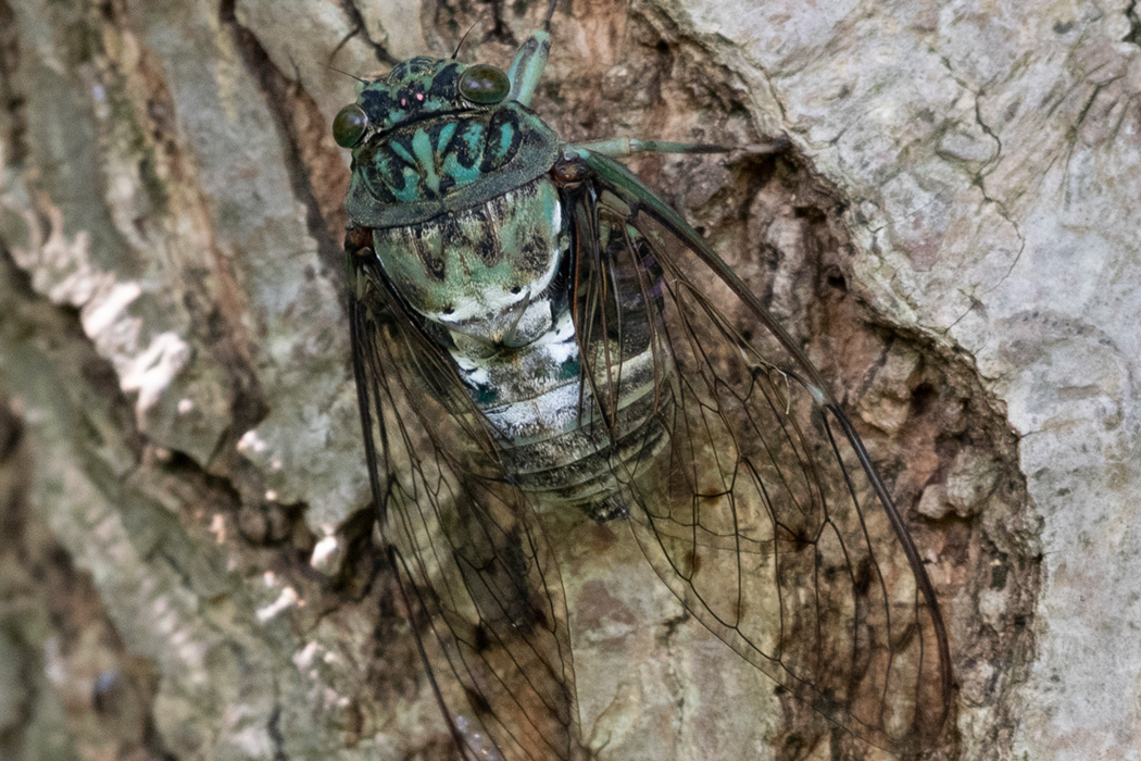 ミンミンゼミの写真1｜胸部を中心に黒地に青緑色です。