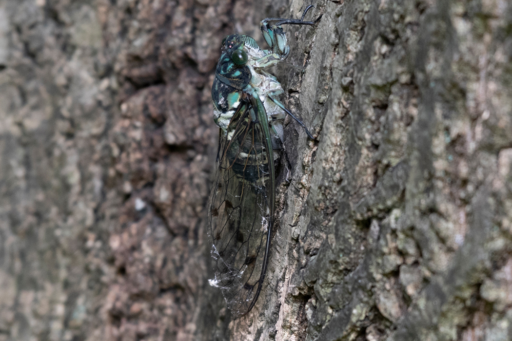 ミンミンゼミの写真3｜オニグルミの木で鳴いてました。