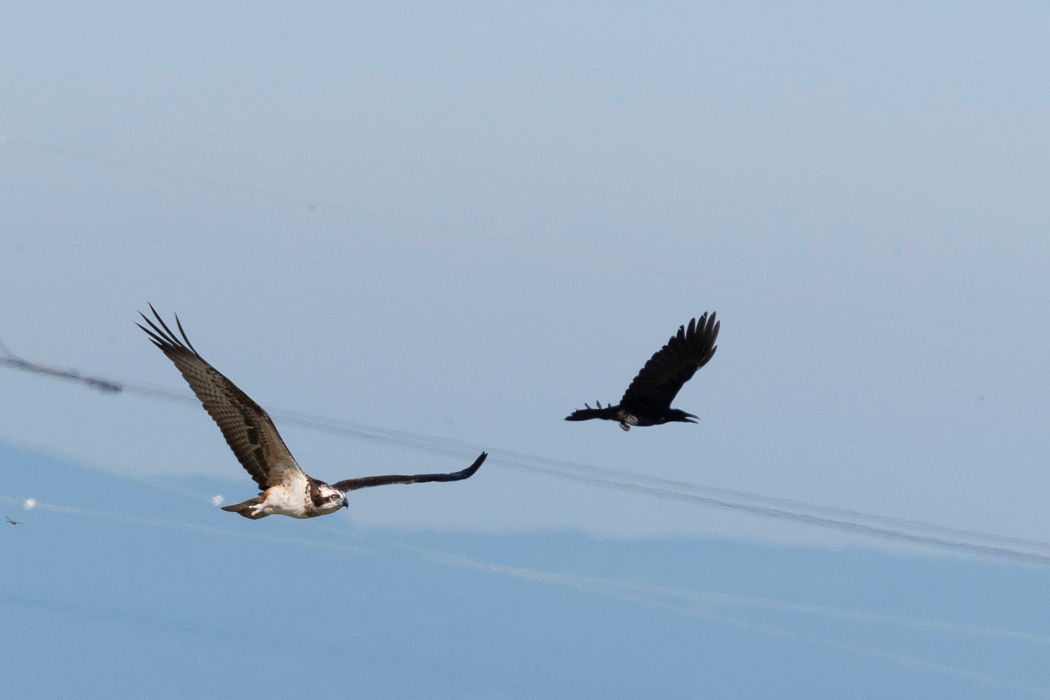 ミサゴの写真2｜ハシボソガラスを威嚇していました。