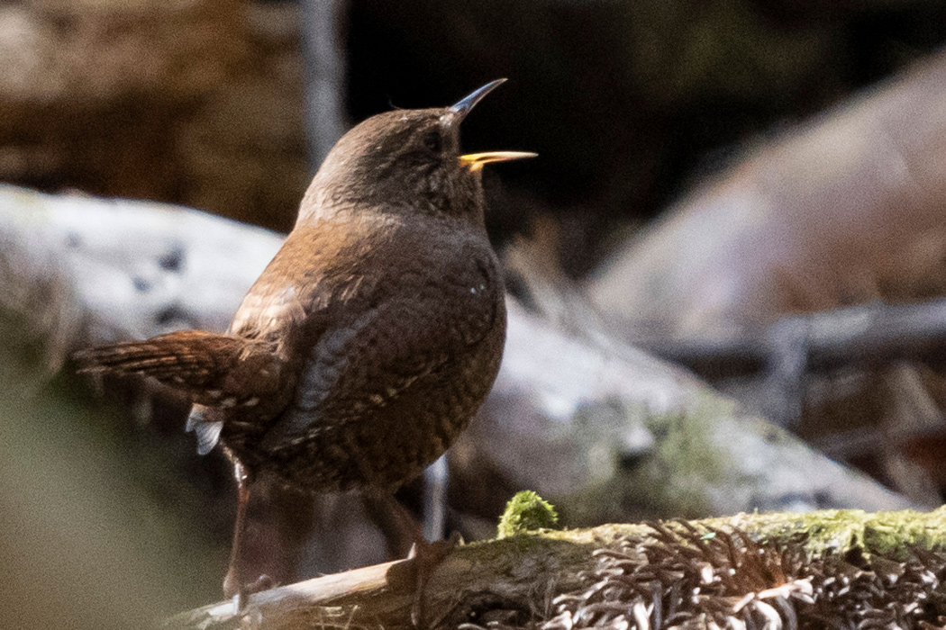 写真｜「ミソサザイ」