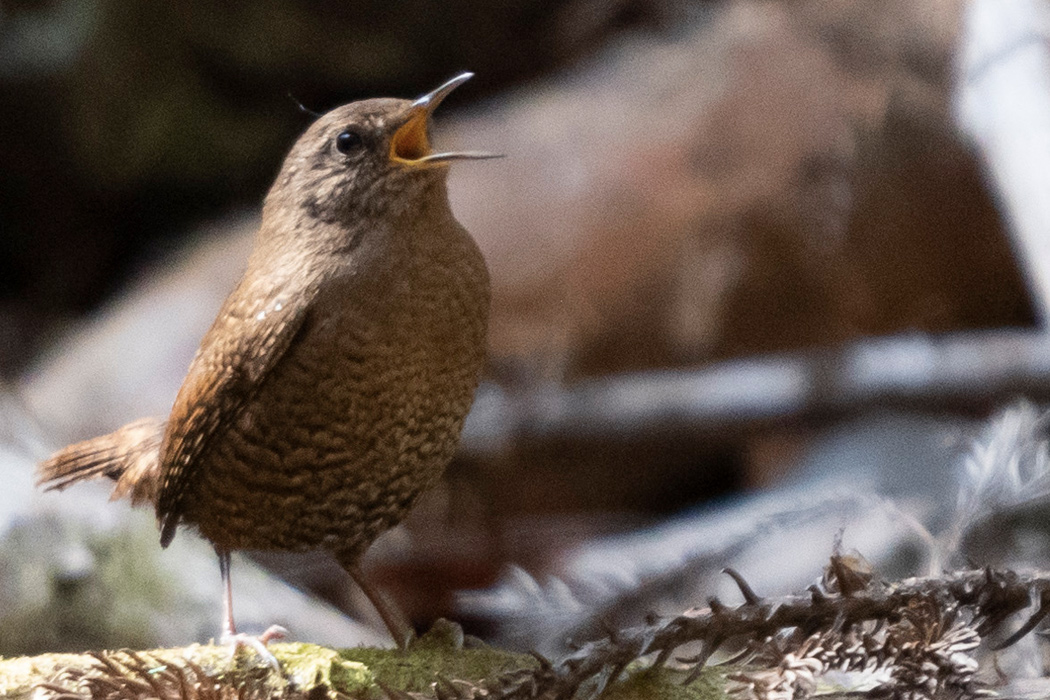 ミソサザイの写真4｜口の中は黄色いです。