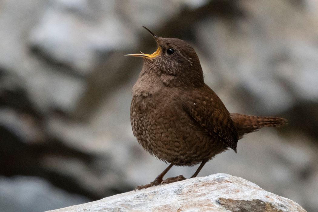 ミソサザイの写真5｜高らかに歌っています。