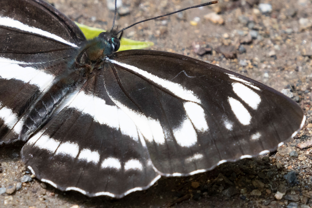 写真｜「ミスジチョウ」