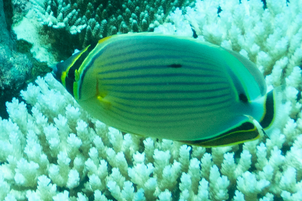 ミスジチョウチョウウオの写真3｜眼の上を通る黒筋があります。