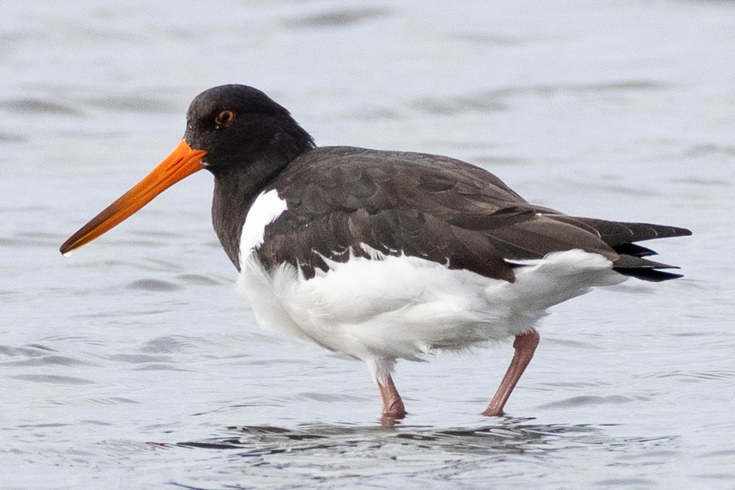 写真｜「ミヤコドリ」