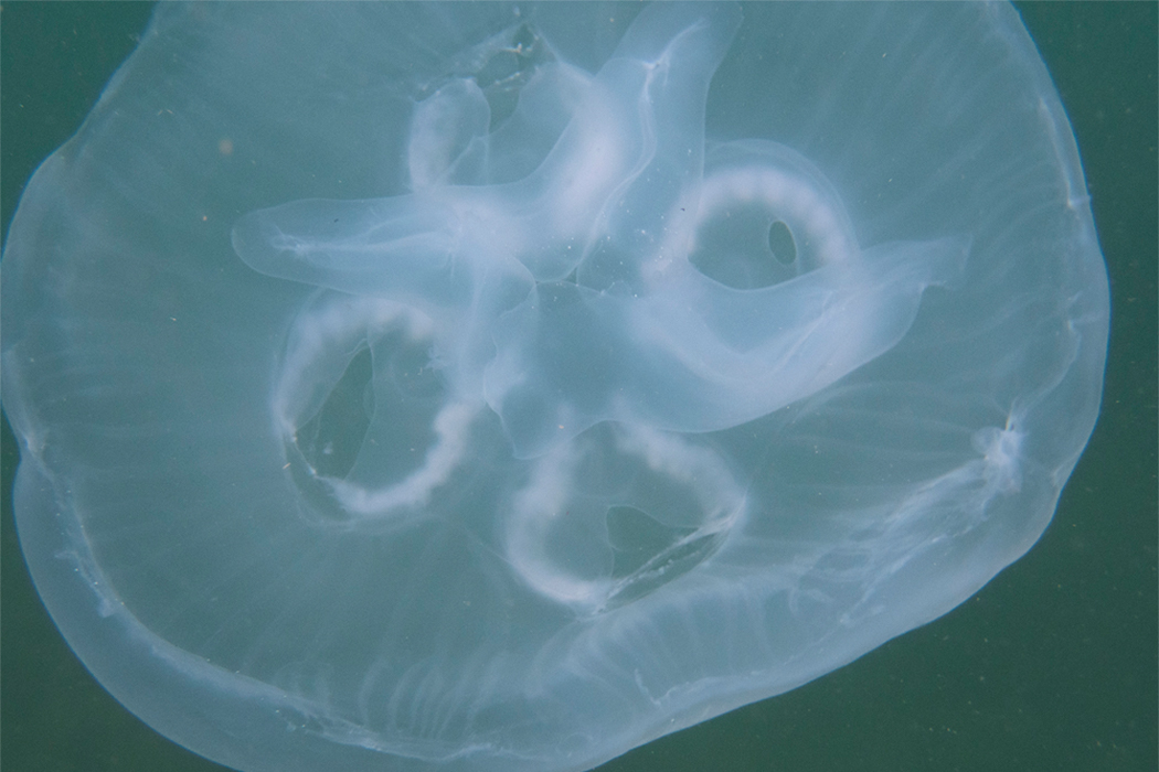 写真｜「ミズクラゲ」