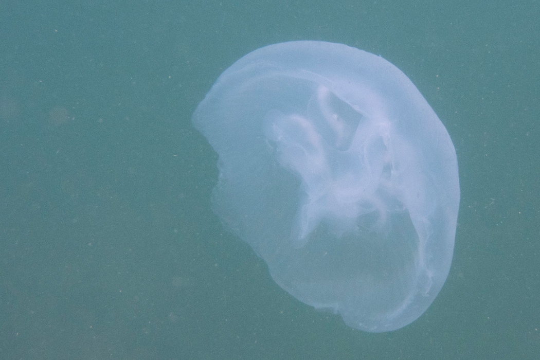 写真｜「ミズクラゲ」
