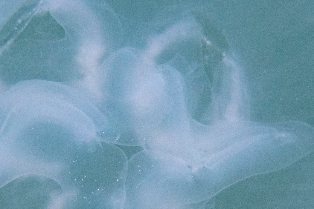 Picture of Moon Jelly3｜4 mouth arms are extended.