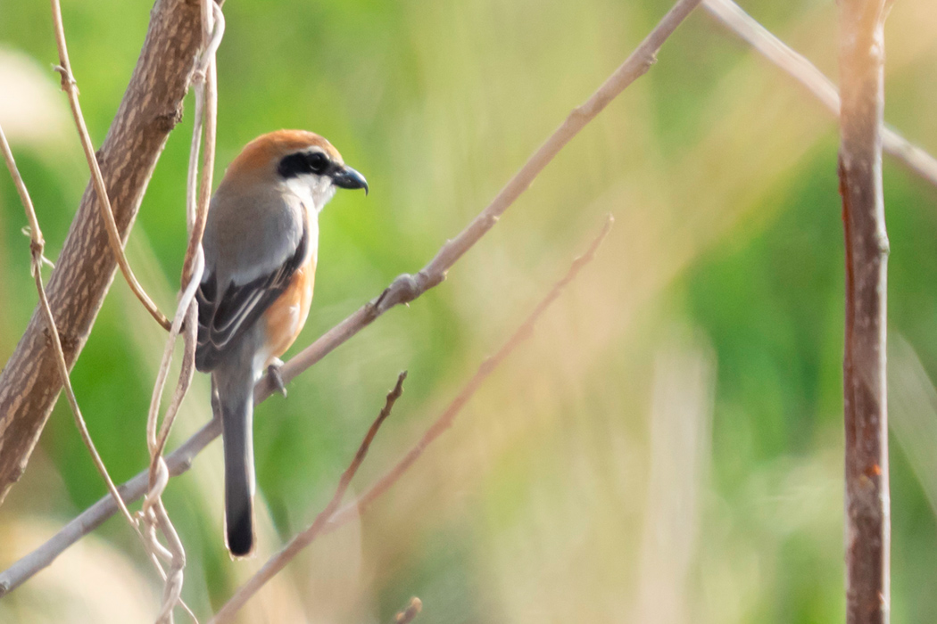 モズの写真2｜翼は灰色です。