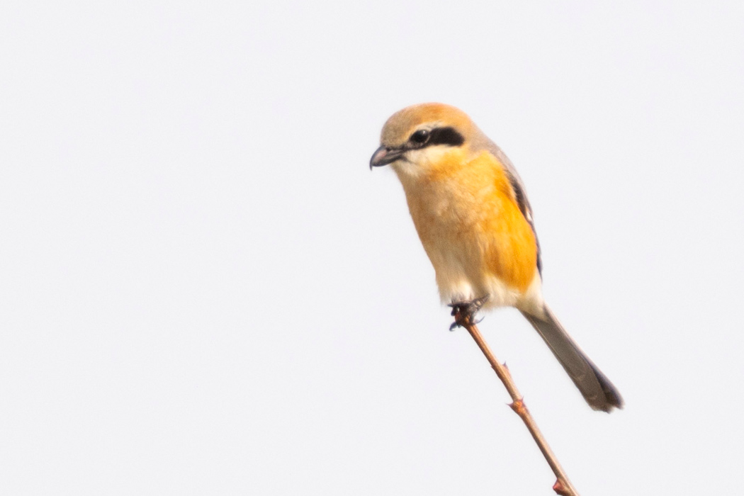 写真｜「モズ」